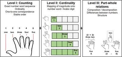 Frontiers Putting a Finger on Numerical Development Reviewing